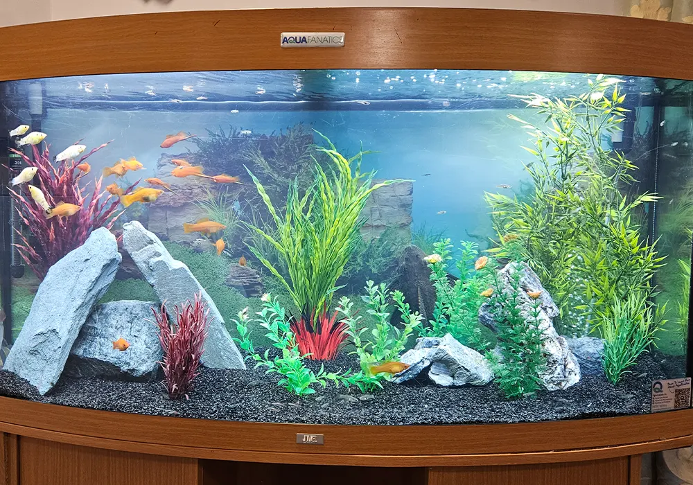 Aquarium Services Norfolk