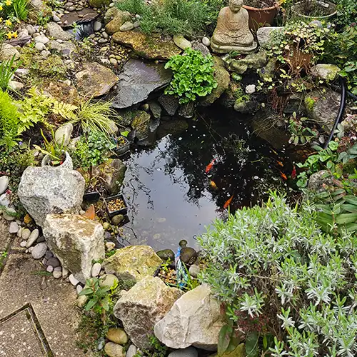 Small Pond Maitenance