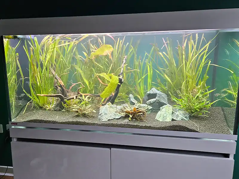 Aquarium Maintenance Norfolk