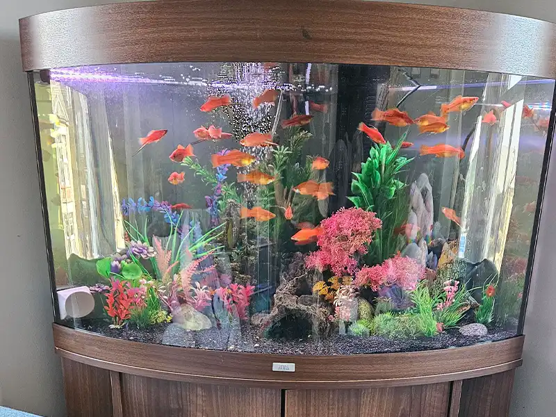 Aquariums for Hire Norfolk Suffolk