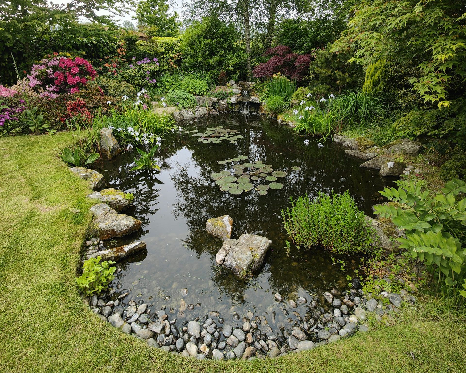 Clear garden pond after professional pond cleaning, showing restored water clarity and tidy pond edges