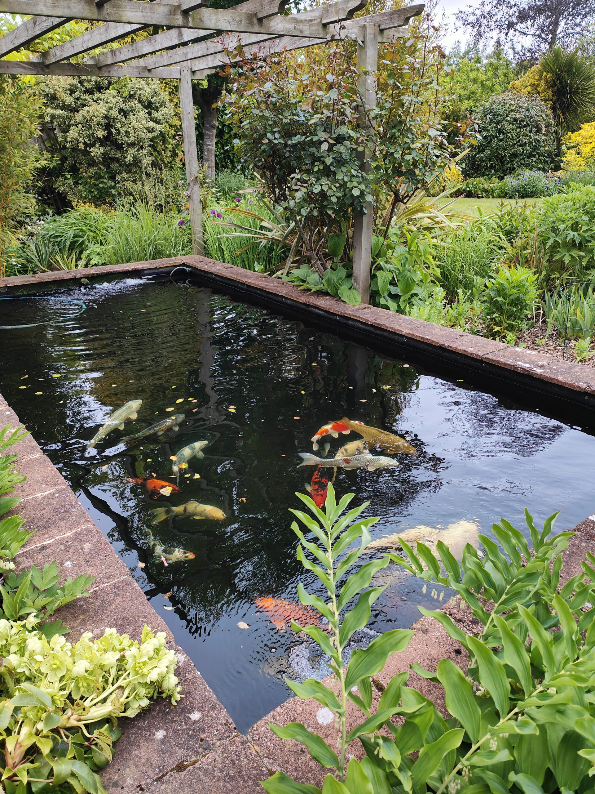 pond maintenance visit restoring water clarity and healthy pond balance