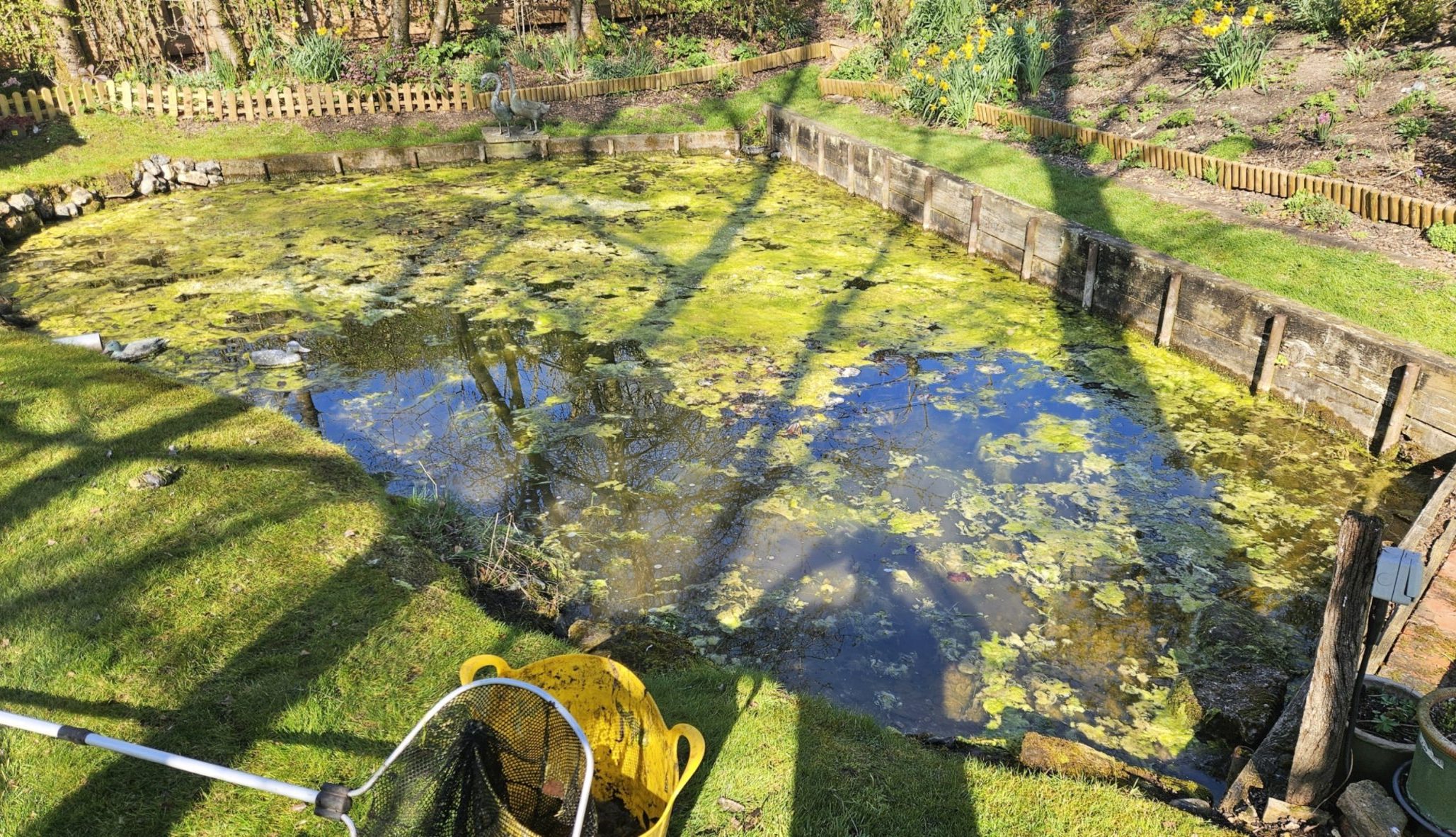 Neglected garden pond with sludge and debris build-up before a deep pond clean
